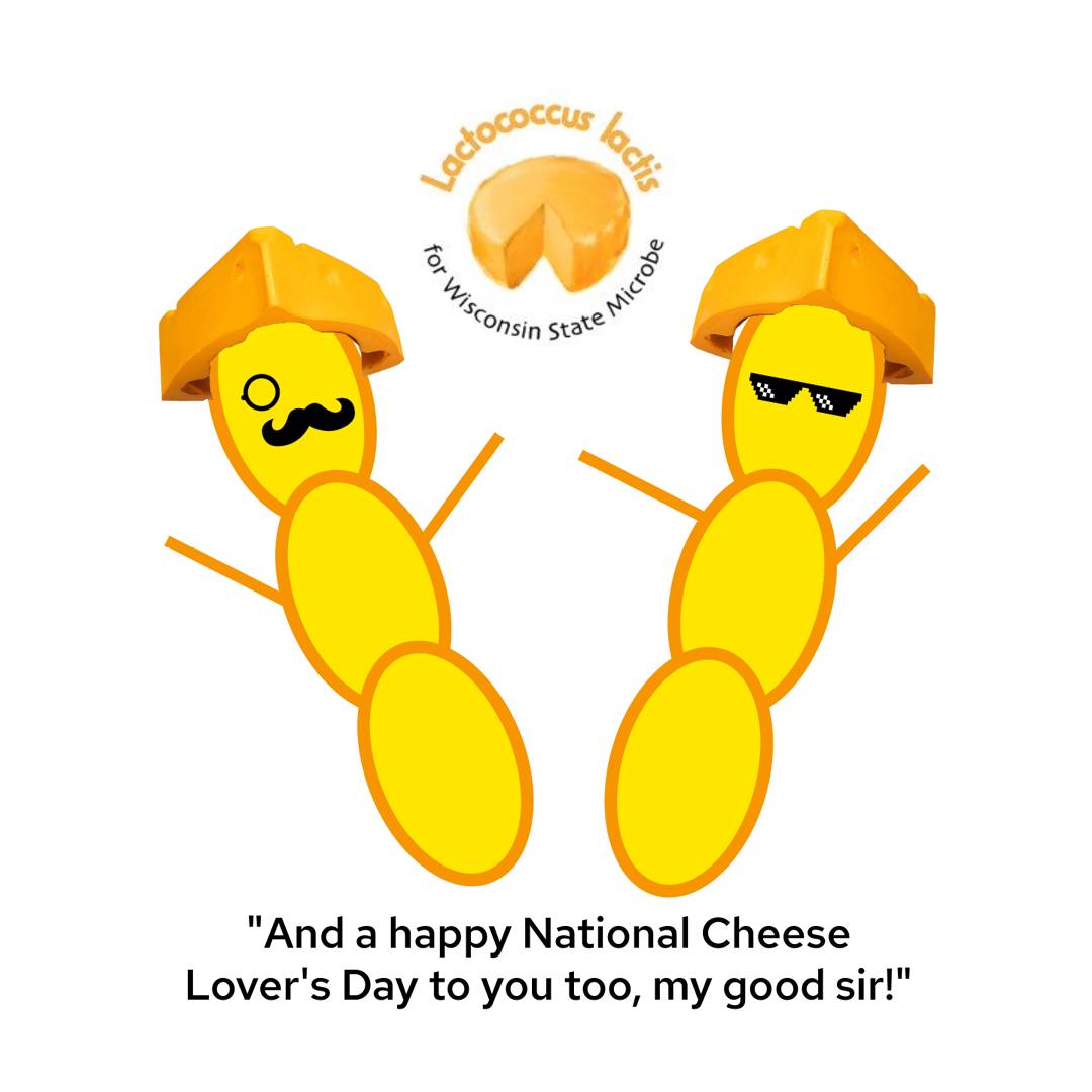 On behalf of the institute, happy National Cheese Lovers Day to all who celebrate! Did you know Lactococcus lactis is the microbe responsible for Colby cheese? For us in America's Dairyland, it's really important! #cheese #microbes #dairy